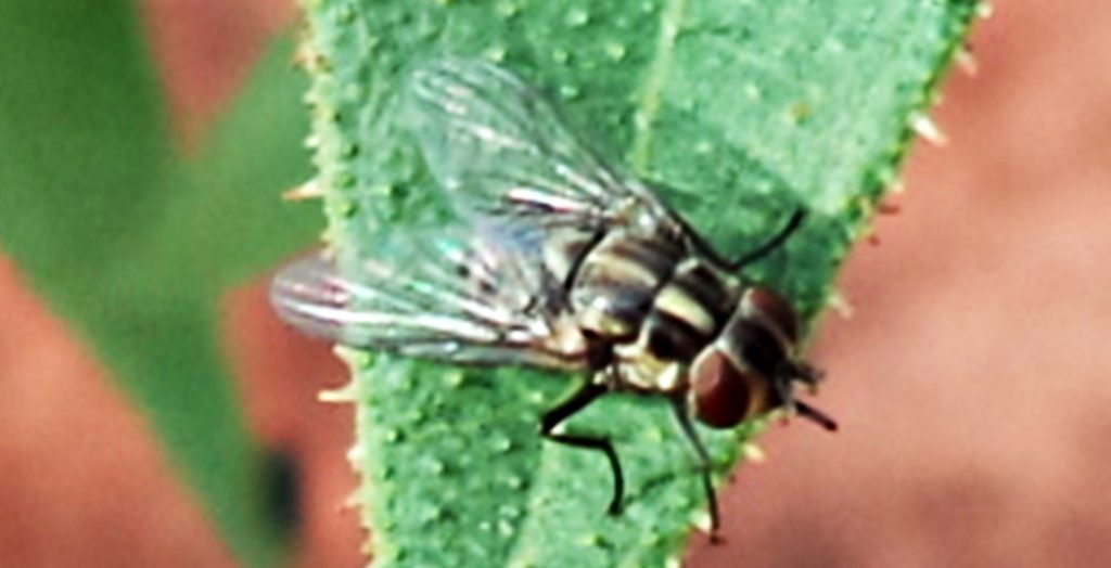 moscas-hematofagas