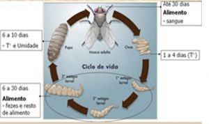 moscas-hematofagas